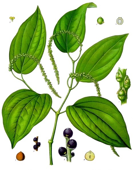 cây tiêu - Image 3