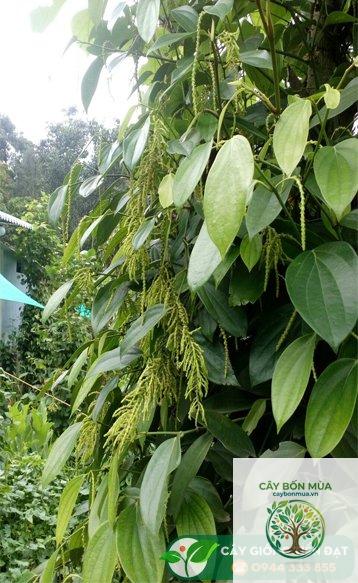 cây tiêu Ấn Độ - Image 2