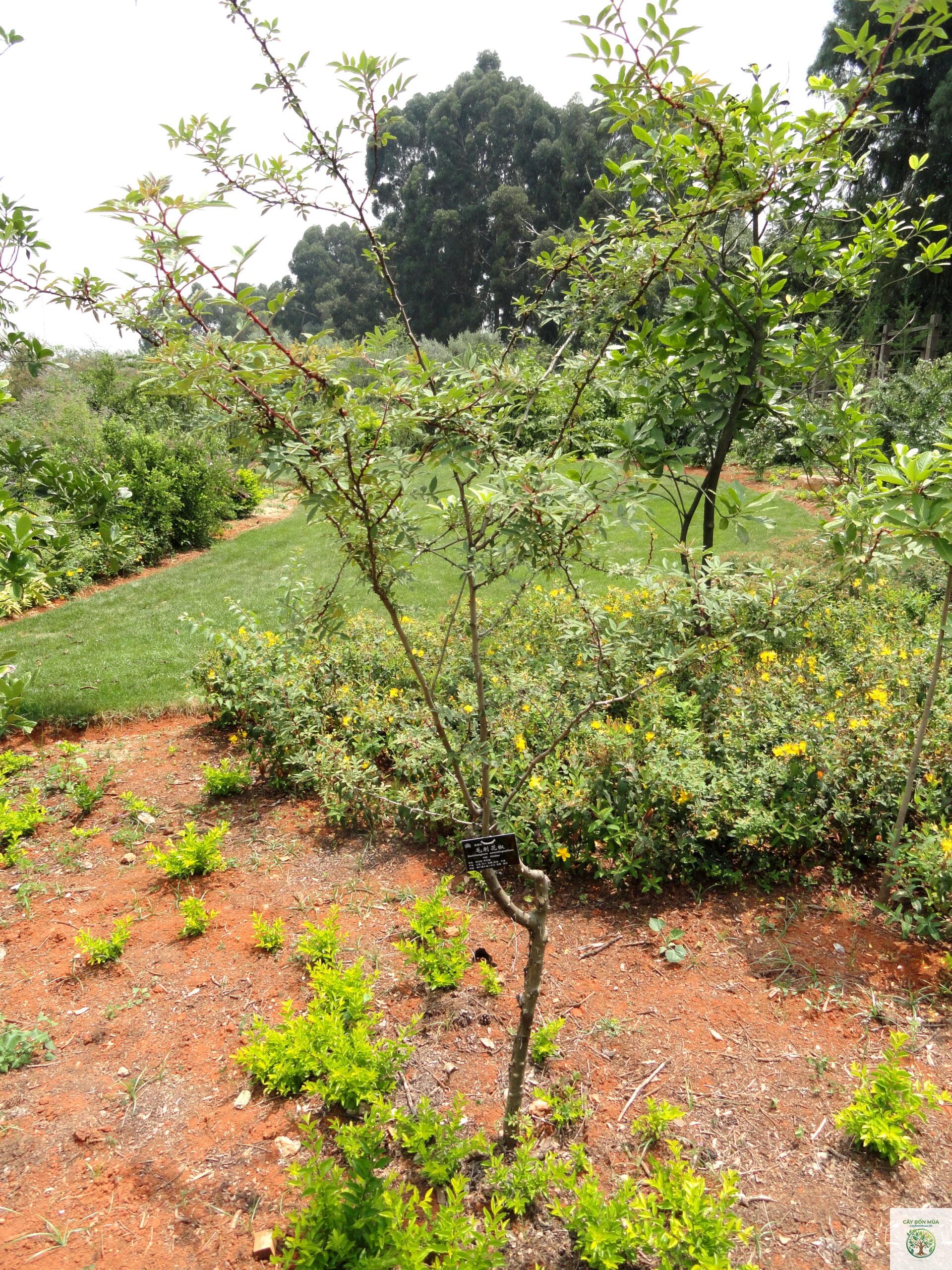 cây tiêu Andaliman - Image 4