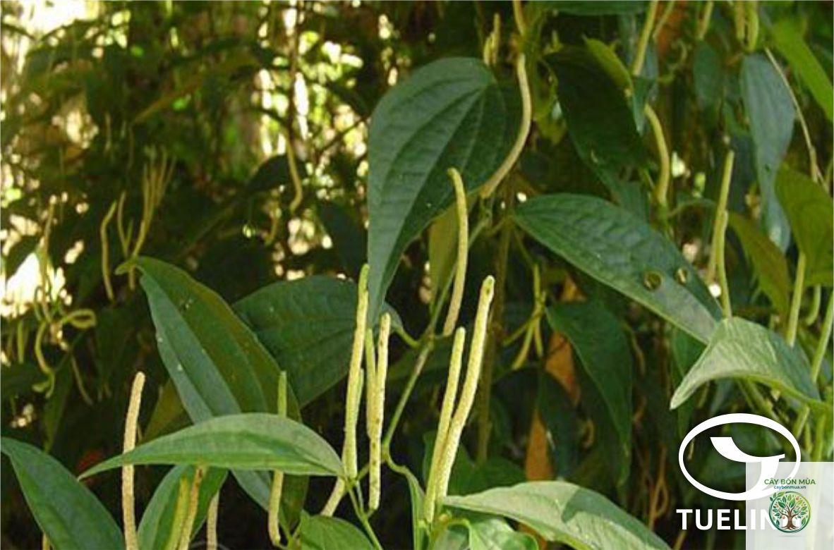 cây tiêu Cubeb - Image 2