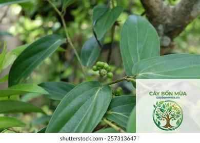cây tiêu Cubeb - Image 3