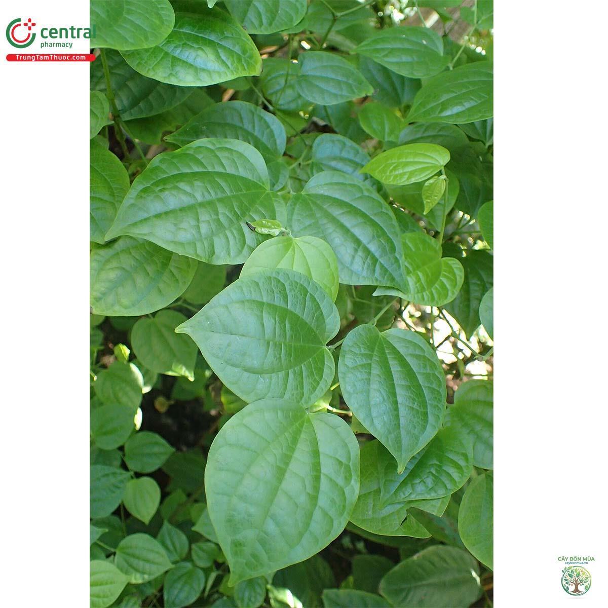 cây tiêu Cubeb - Image 4