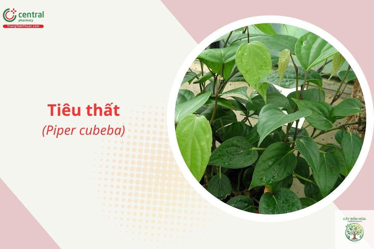 cây tiêu Cubeb - Image 5