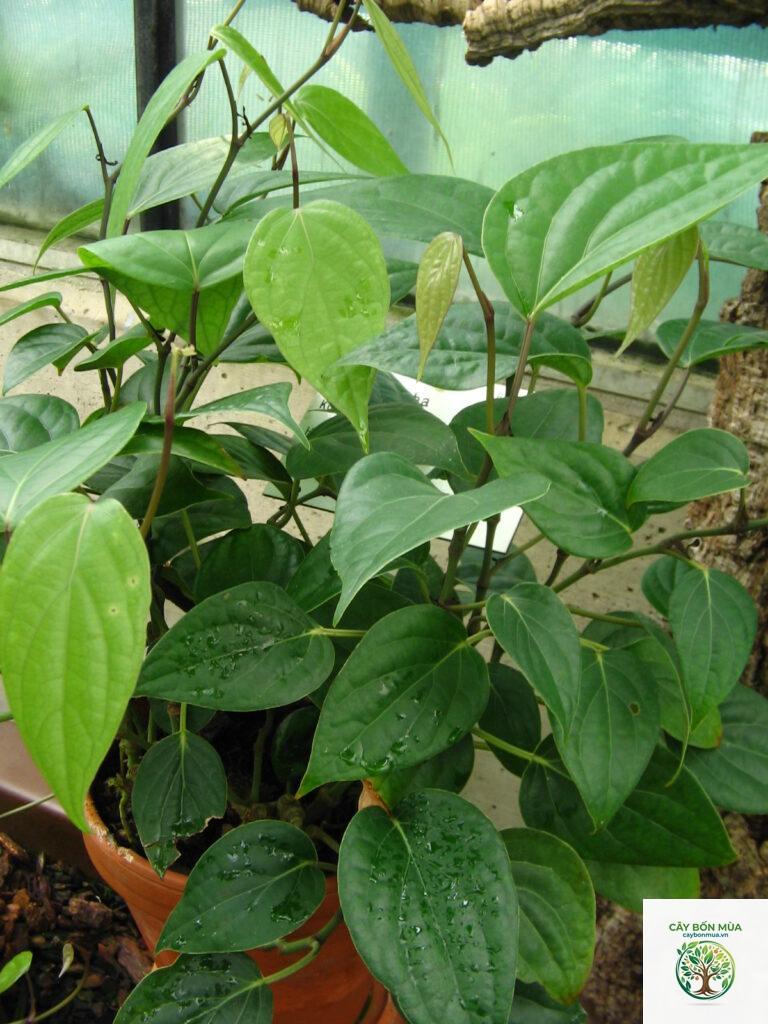 cây tiêu Cubeb