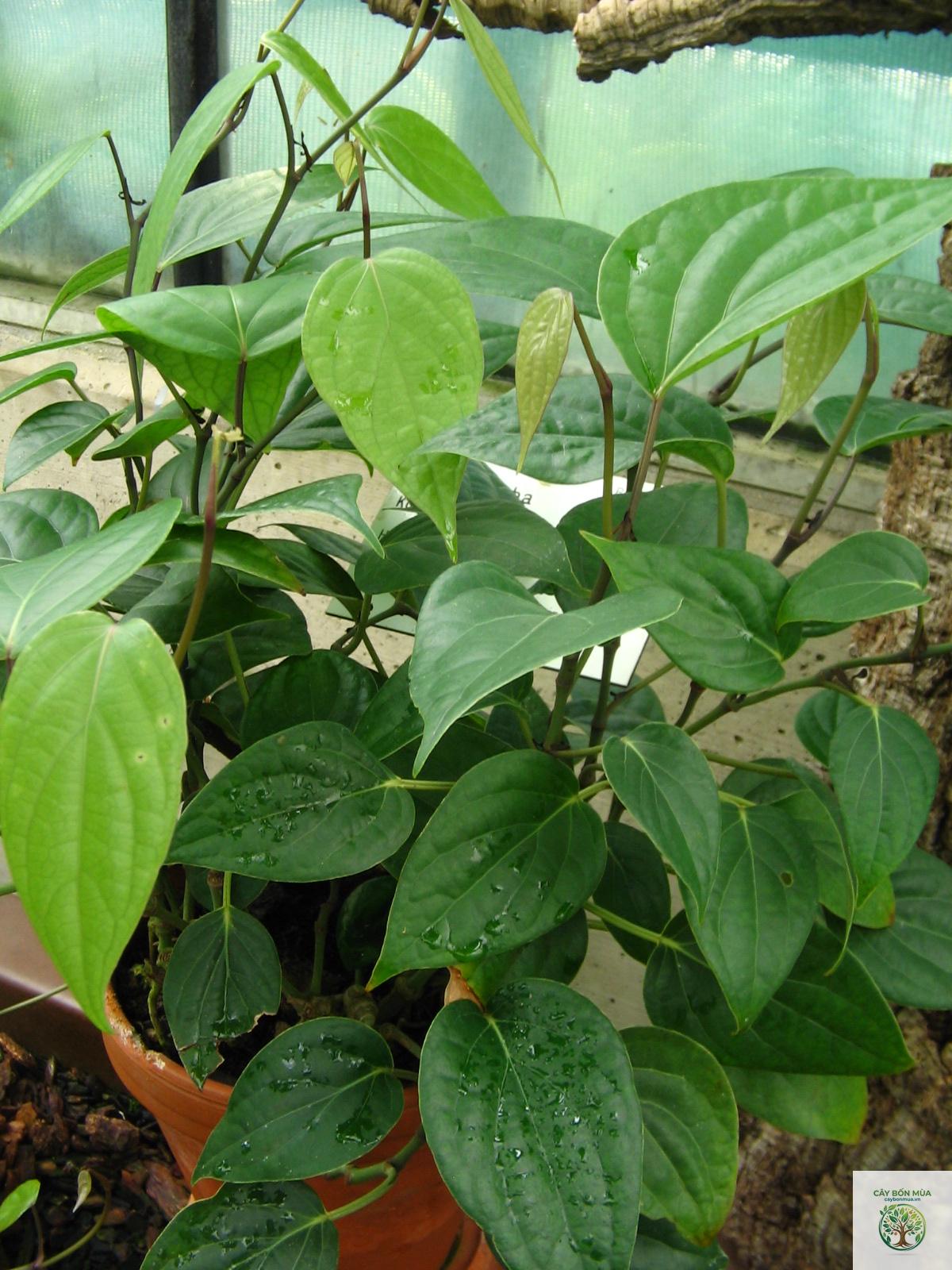 cây tiêu Cubeb - Image 1