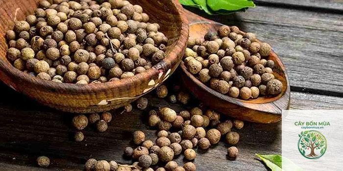 cây tiêu Jamaica rừng