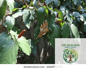 cây tiêu Java - Image 2
