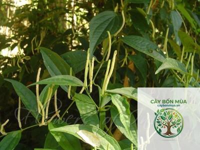 cây tiêu Java - Image 4