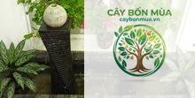 cây tiêu Java