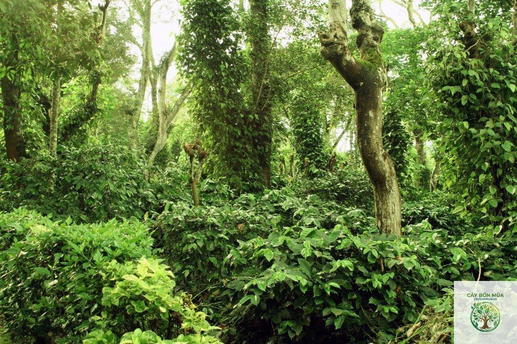 cây tiêu Kerala - Image 5