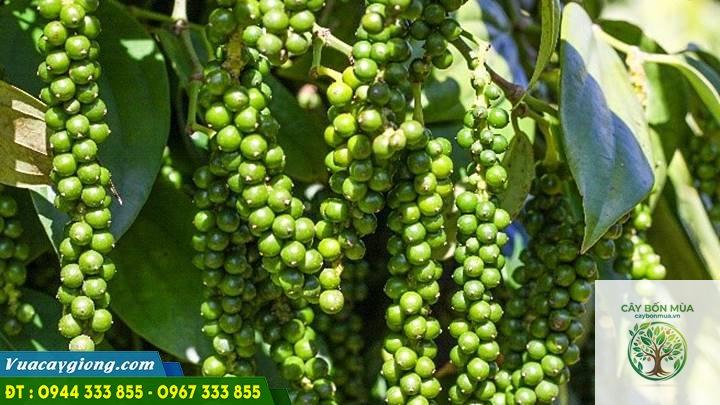 cây tiêu Kerala