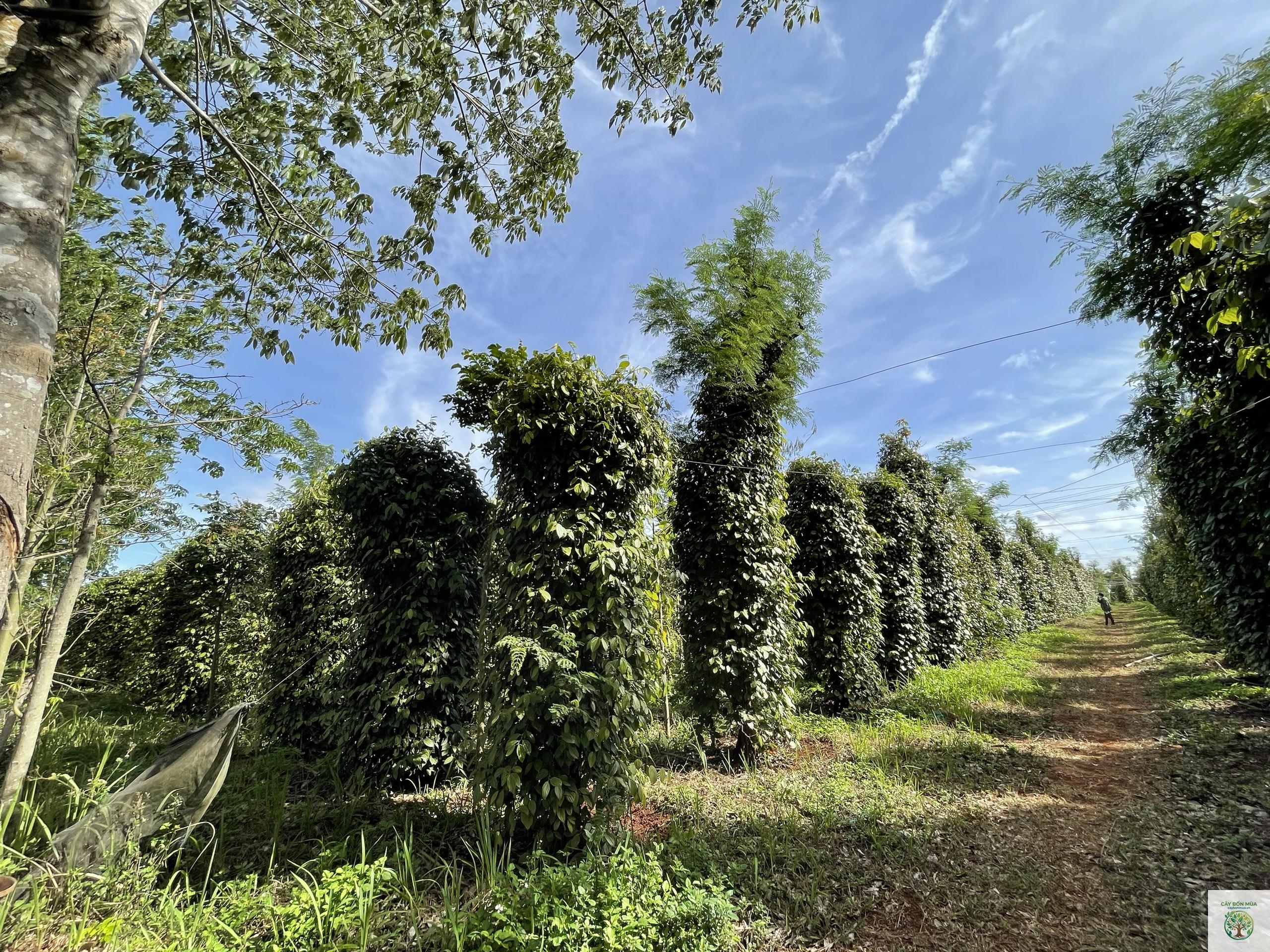 cây tiêu Lampung - Image 2