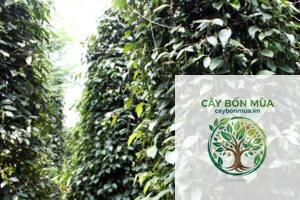 cây tiêu Lộc Ninh