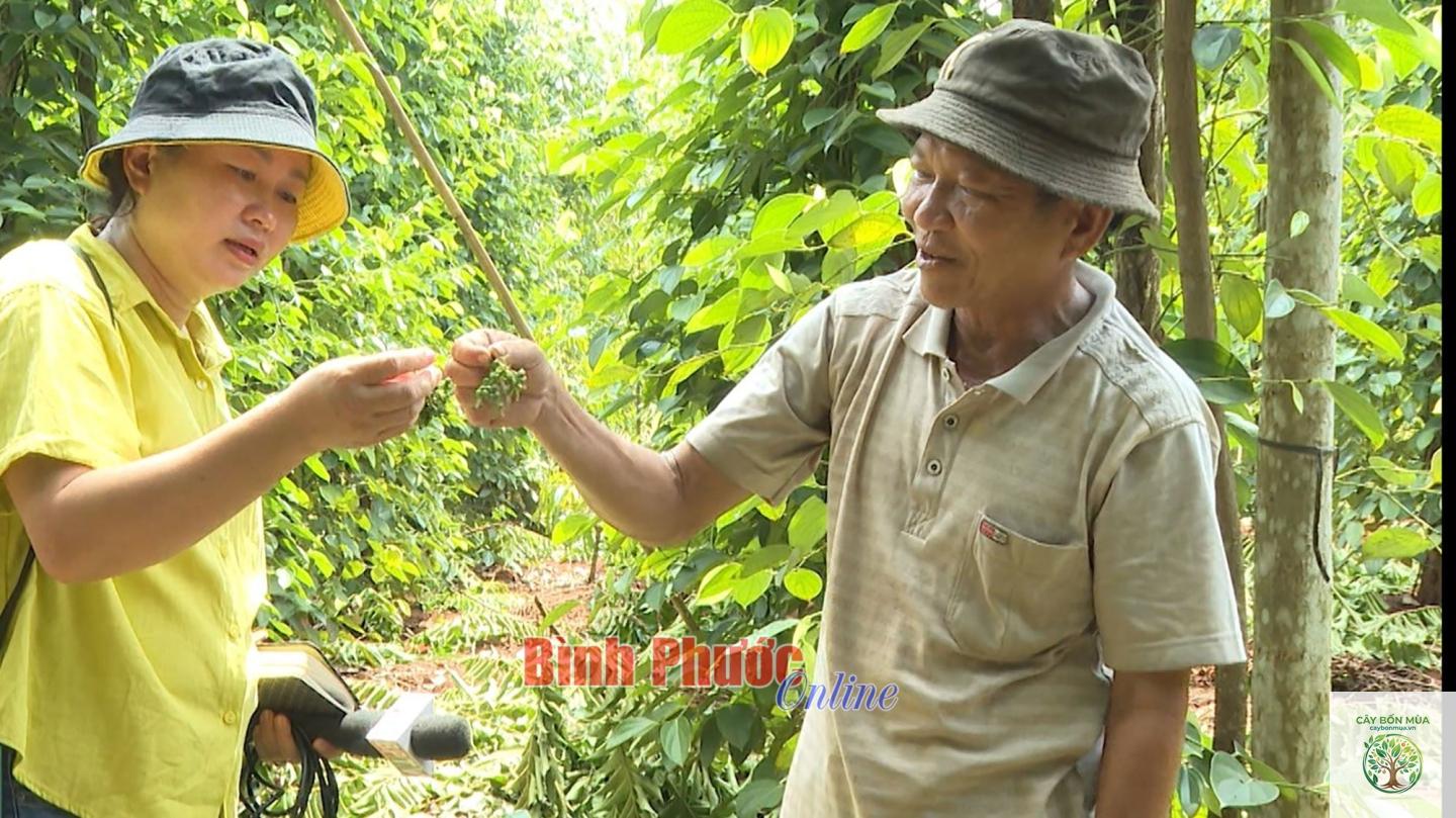 cây tiêu Lộc Ninh - Image 3