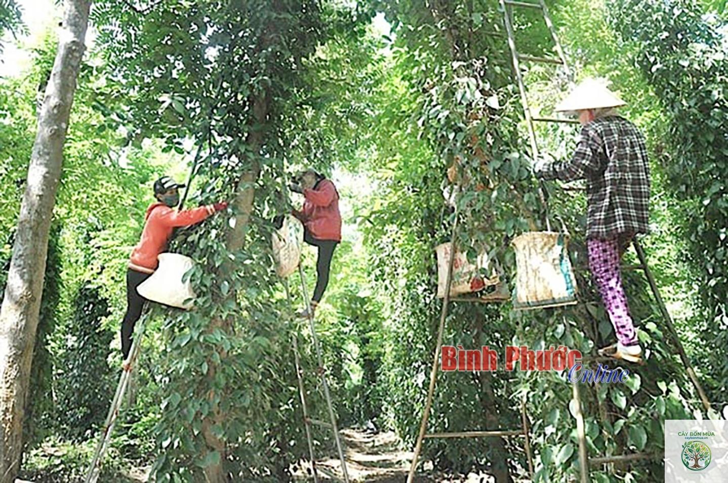 cây tiêu Lộc Ninh - Image 4