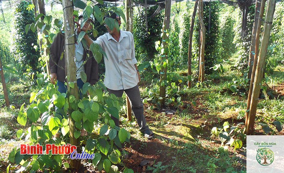 cây tiêu Mã Lai - Image 2