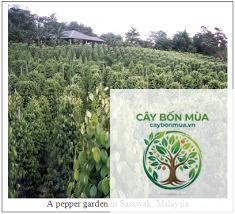 cây tiêu Mã Lai - Image 3