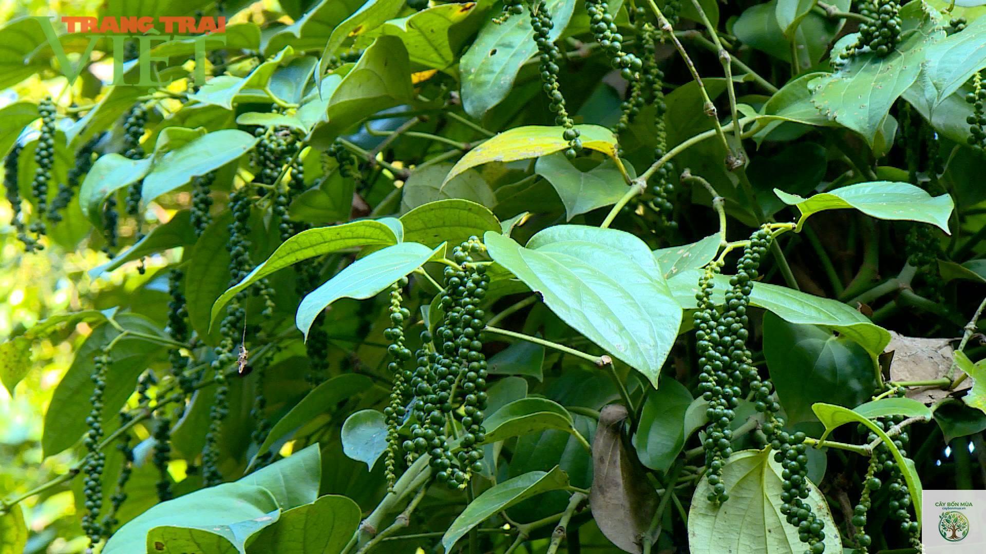 cây tiêu Muntok - Image 3