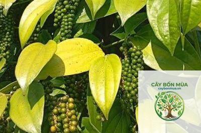 cây tiêu Muntok