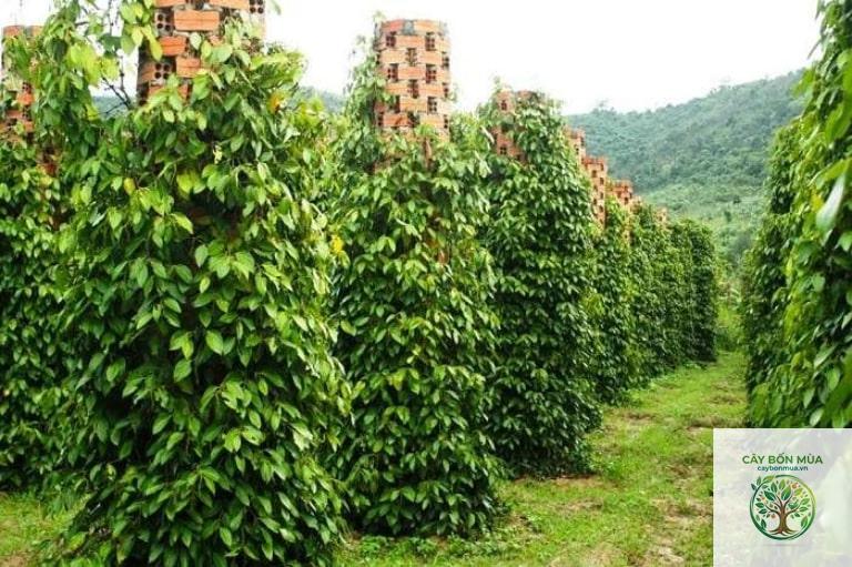 cây tiêu Phú Quốc - Image 4