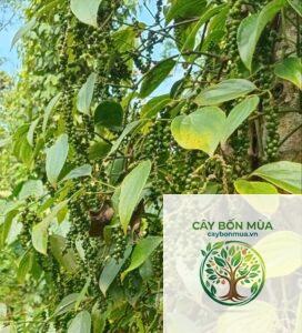cây tiêu Sarawak