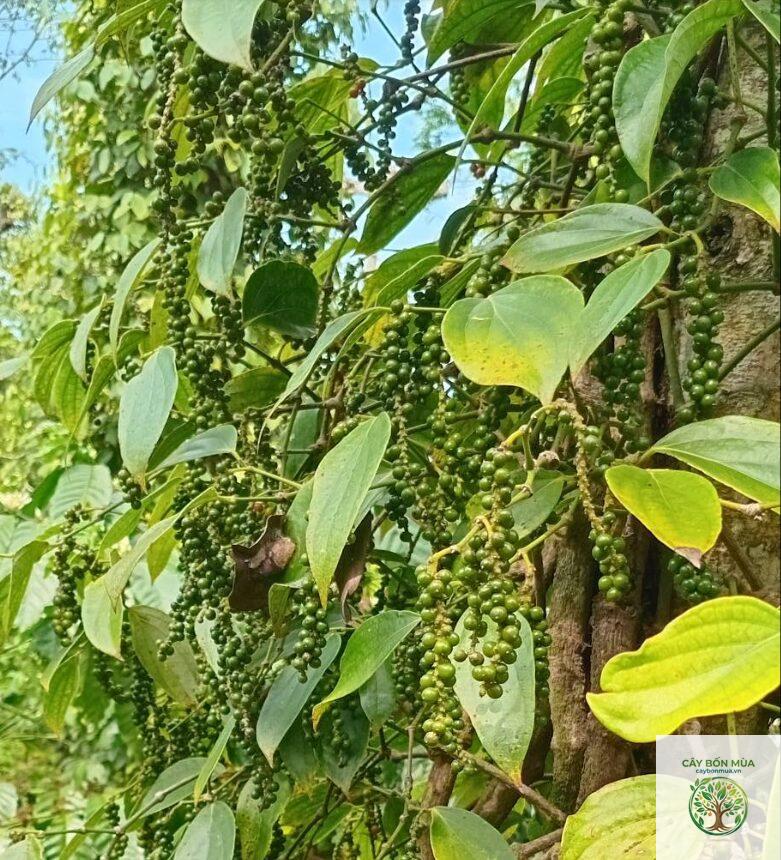 cây tiêu Sarawak