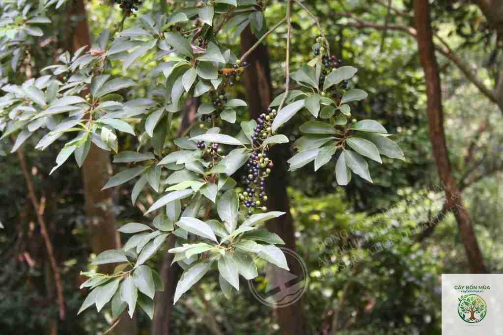 cây tiêu Trung Quốc - Image 3