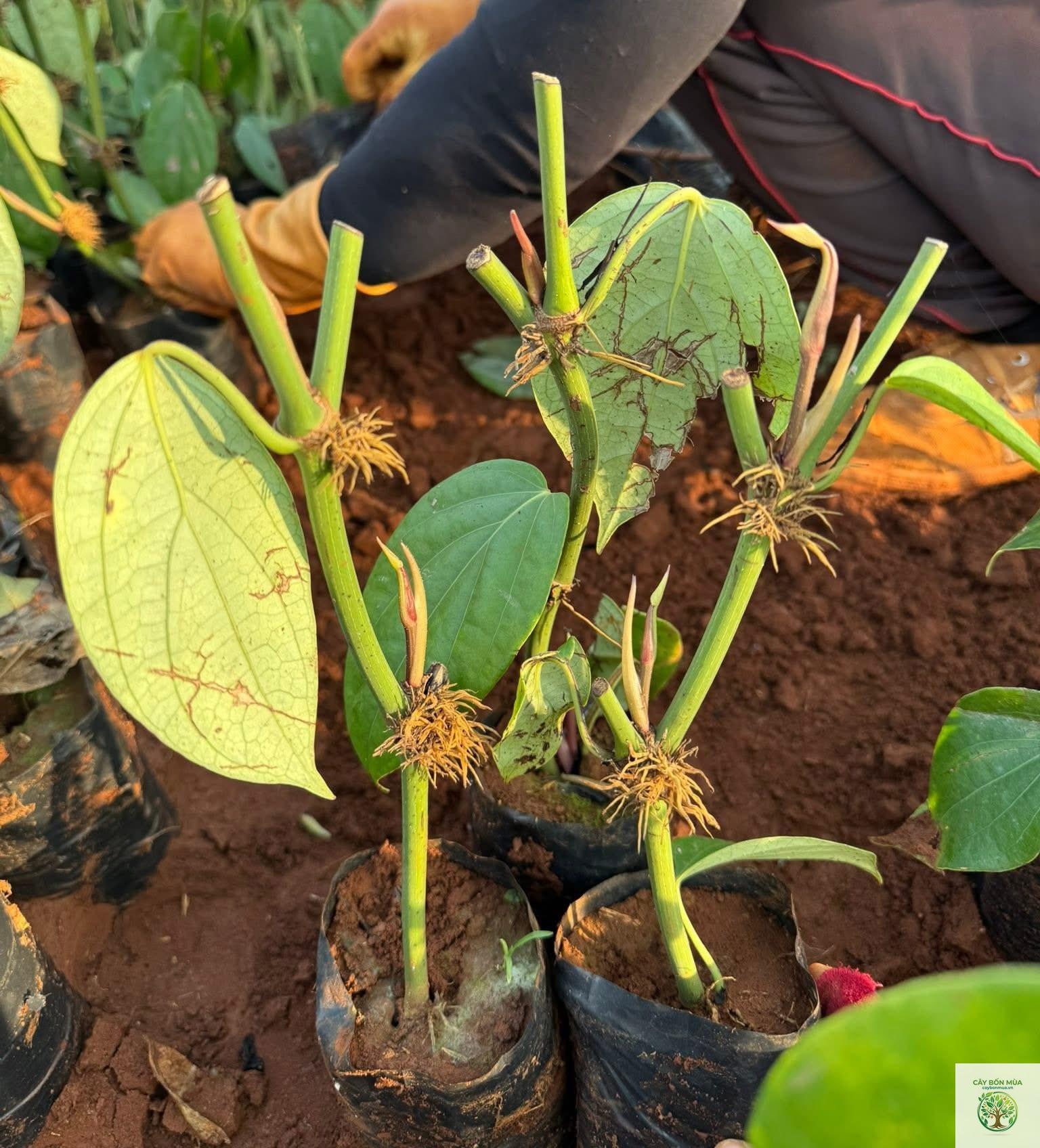 cây tiêu Vĩnh Linh - Image 3