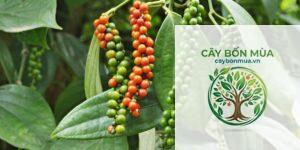 cây tiêu Vĩnh Linh