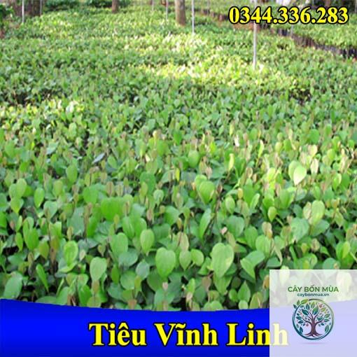 cây tiêu Vĩnh Linh - Image 5