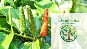 cây tiêu dài