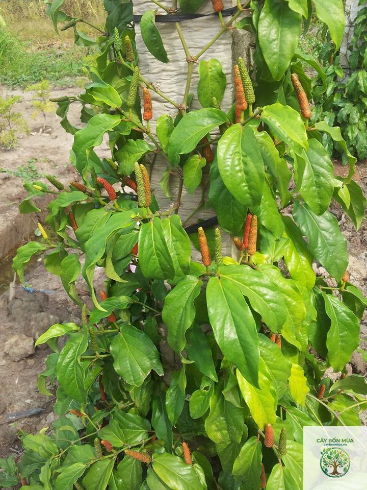 cây tiêu dài - Image 4
