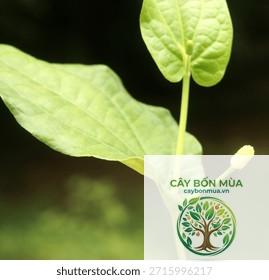 cây tiêu dài Ấn Độ - Image 2