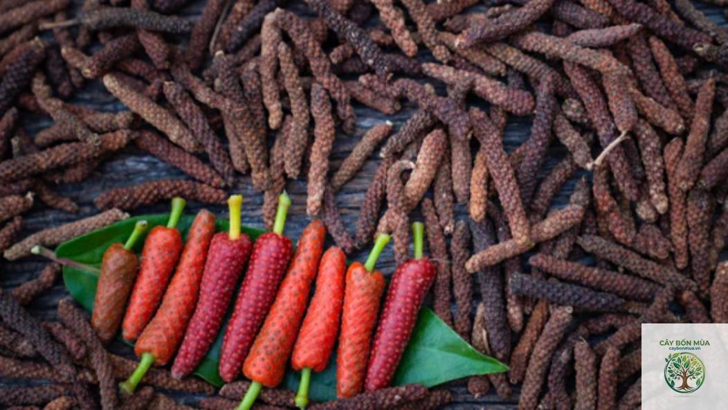 cây tiêu dài Ấn Độ - Image 4