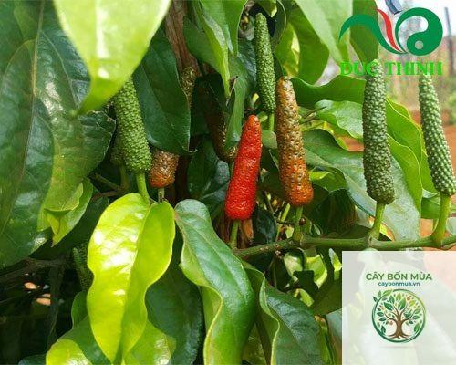 cây tiêu dài Ấn Độ