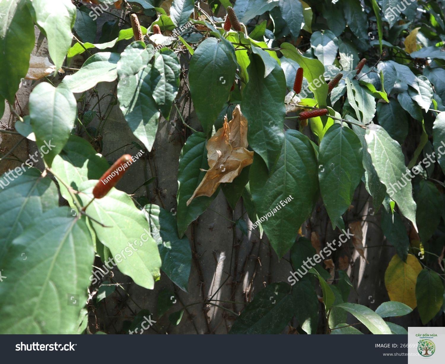 cây tiêu dài Java - Image 4