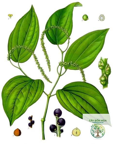 cây tiêu đen