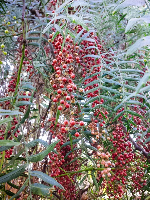 cây tiêu đỏ - Image 2
