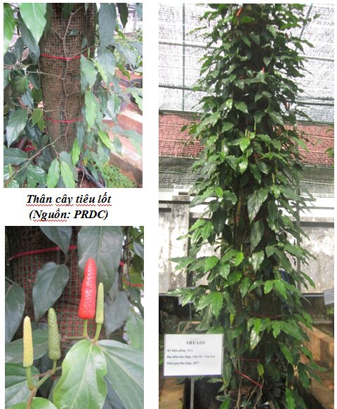 cây tiêu lốt - Image 2