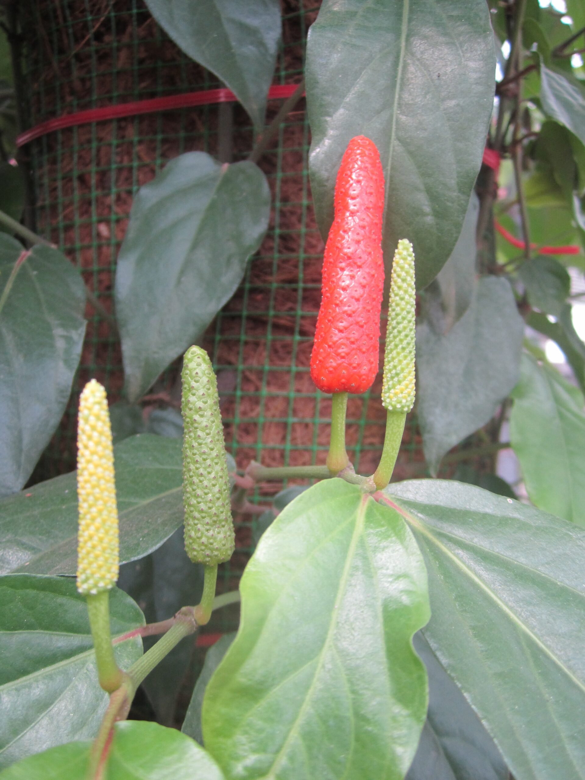 cây tiêu lốt - Image 4
