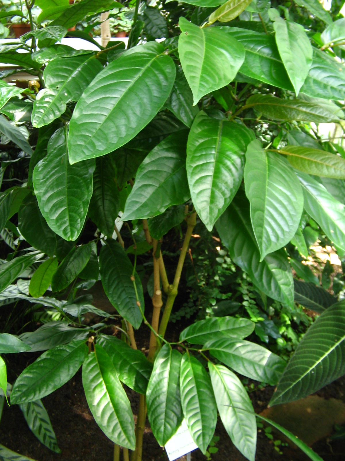 cây tiêu lốt - Image 5