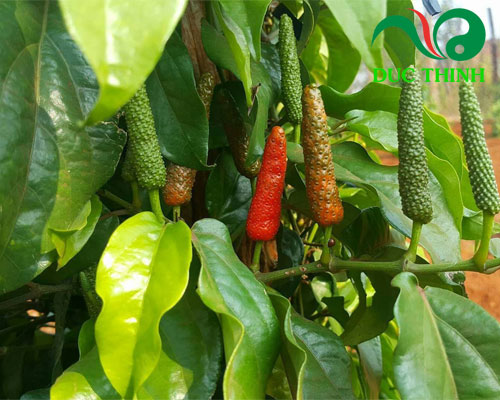 cây tiêu lốt