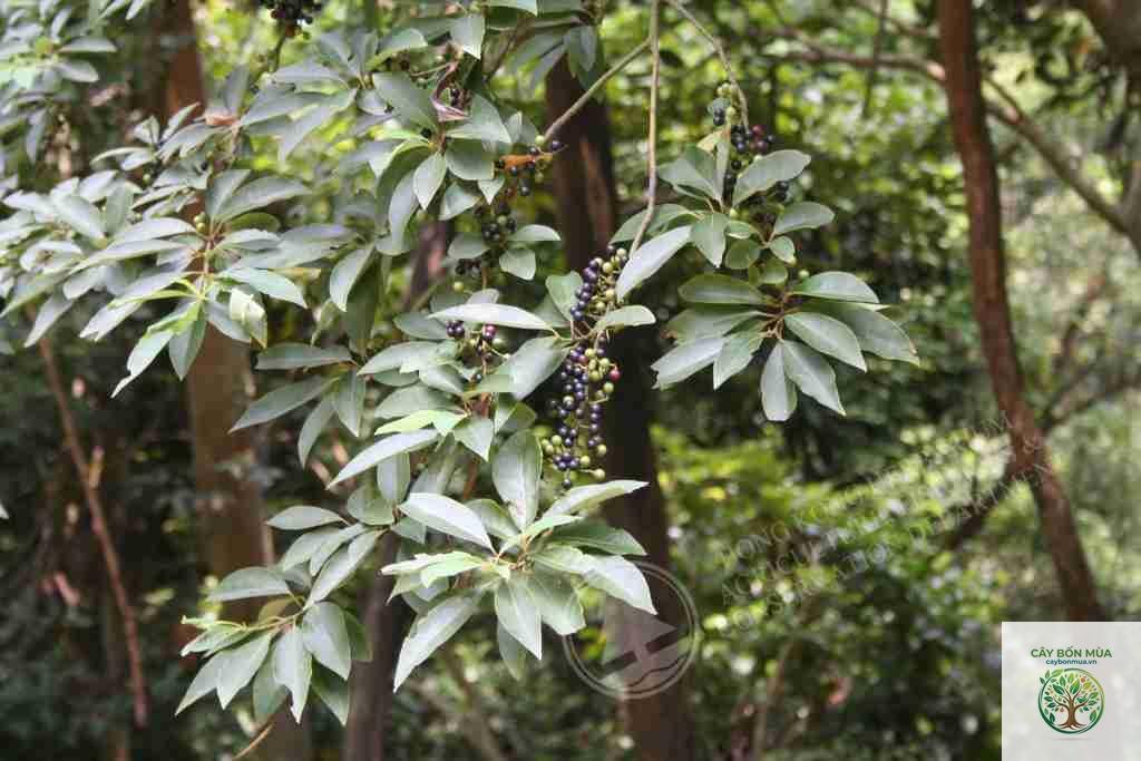 cây tiêu rừng - Image 5