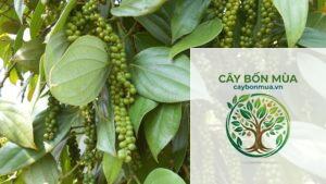 cây tiêu sọ