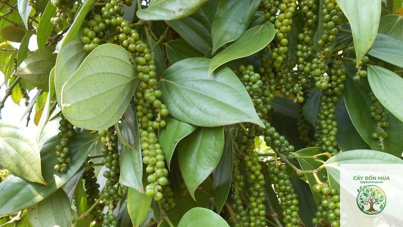 cây tiêu sọ