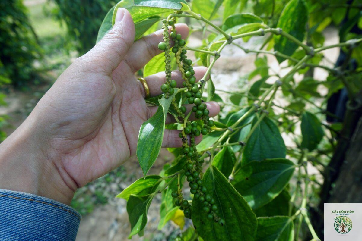 cây tiêu xanh Kampot - Image 5