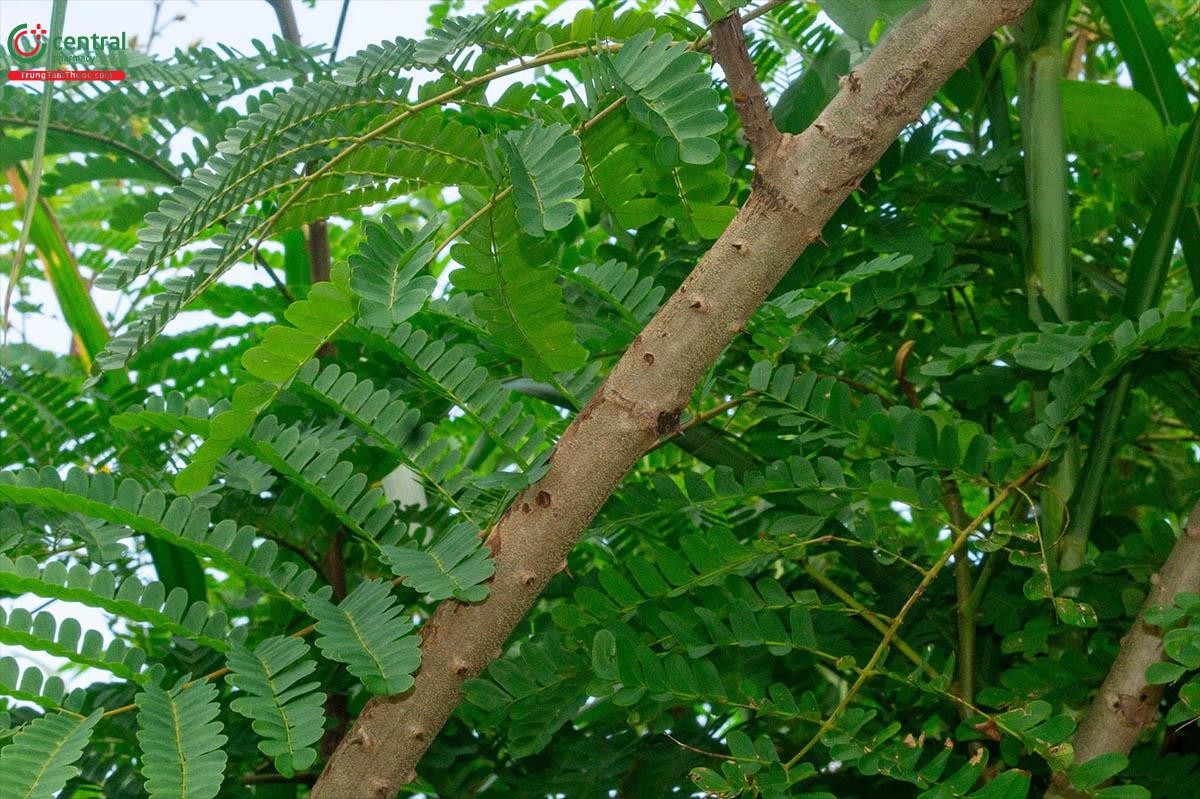 cây tô mộc - Image 5