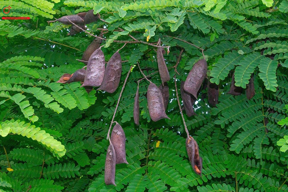 cây tô mộc nam - Image 2