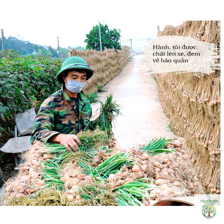 cây tỏi Bắc Giang - Image 3