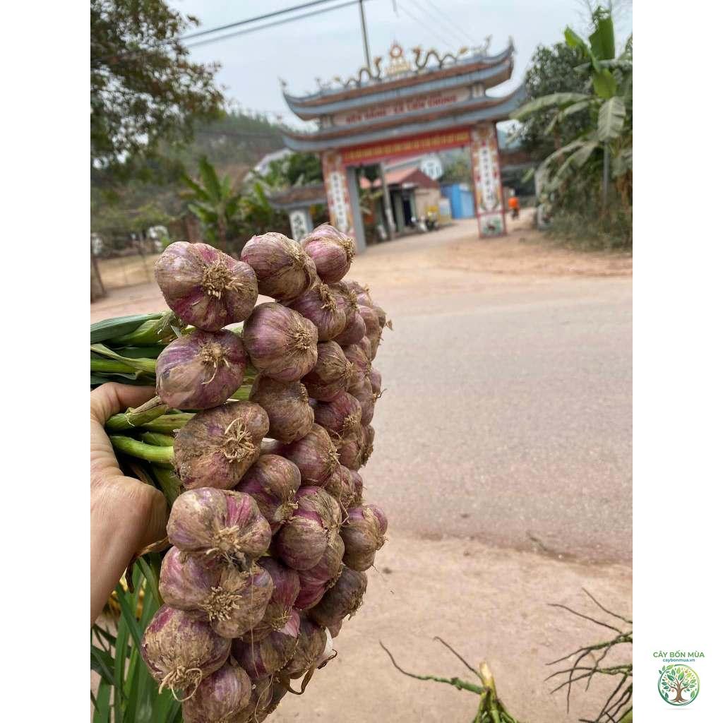 cây tỏi Bắc Giang